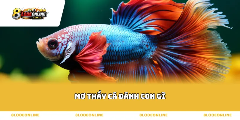 Phân loại bộ số thần tài khi mơ thấy cá đánh con gì