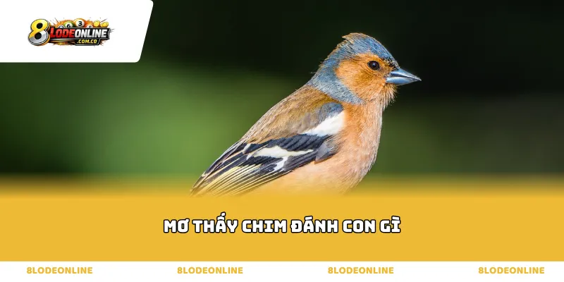 Phân loại bộ số thần tài khi mơ thấy chim đánh con gì