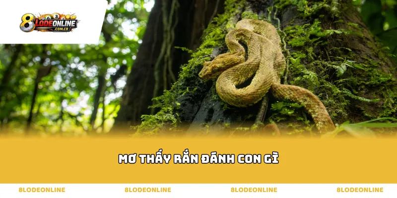 Phân tích bộ số linh ứng theo chủng loại khi mơ thấy rắn đánh con gì